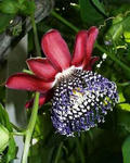 Passiflora-quadrangularis.jpg